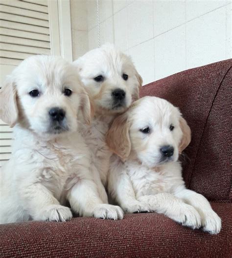 Golden retriever puppies texas. Things To Know About Golden retriever puppies texas. 